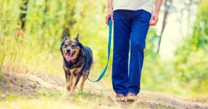 Training Your Dog to Behave Properly