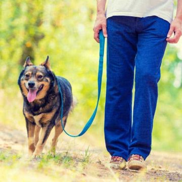 Training Your Dog to Behave Properly