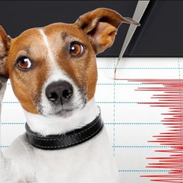 Can Dogs Sense Natural Disasters?