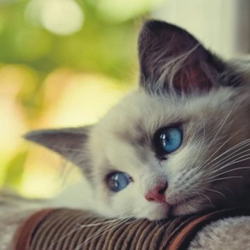 Reasons for Cat Depression
