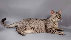 The World's Most Expensive Cats