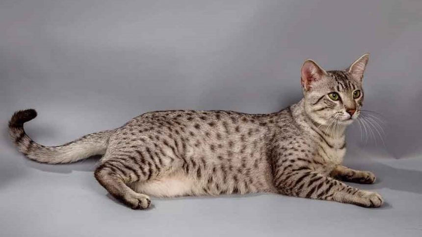 The World's Most Expensive Cats | animaladvocate.news