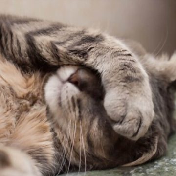 What are the Unique Behaviours of Sick Cats?
