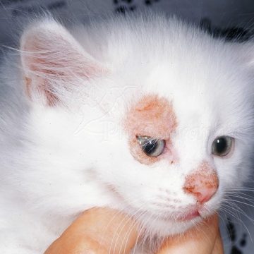 Ringworm in Cats and Dogs