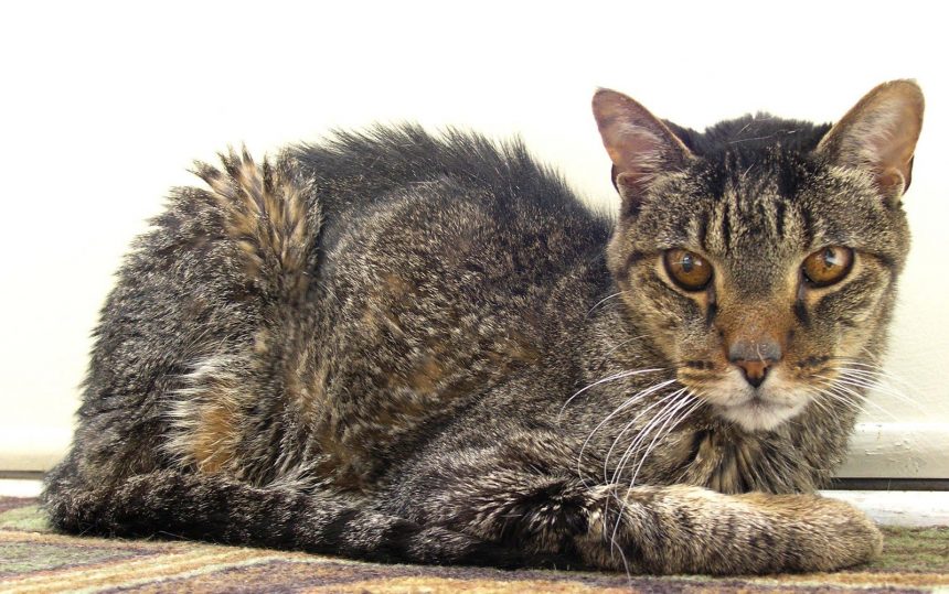How to Euthanise an Old Cat at Home