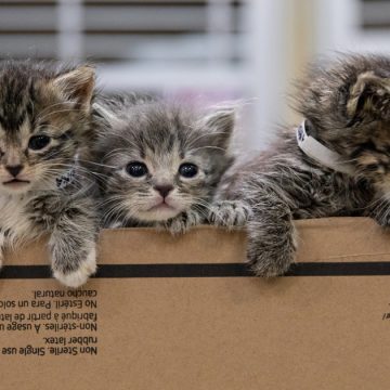 Raising Orphaned Kittens