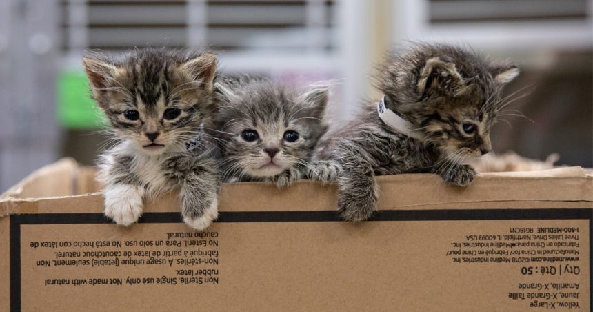 Raising Orphaned Kittens