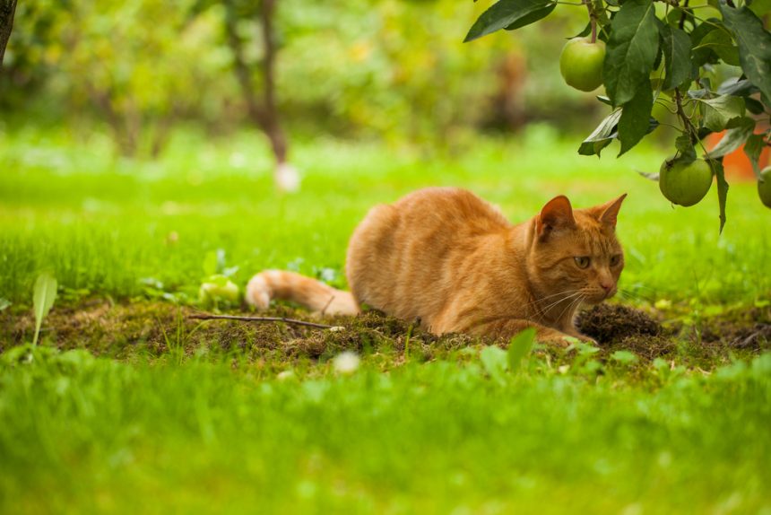5 Ways to Keep Cats out of Your Garden