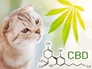 CBD Oil for Cats