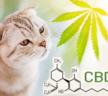 CBD Oil for Cats