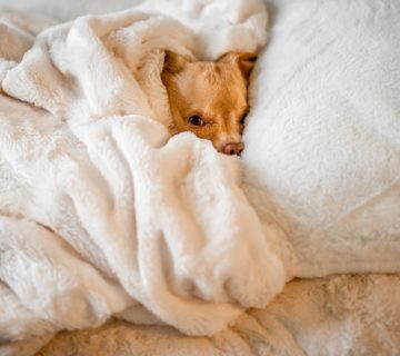 How Pets Deal With Separation Anxiety