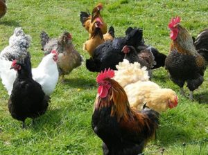 Overcoming Challenges when Raising Chickens