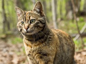 The History of Feral Cats in Australia