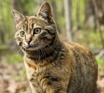 The History of Feral Cats in Australia